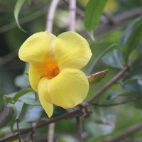 Allamanda cathartica L.